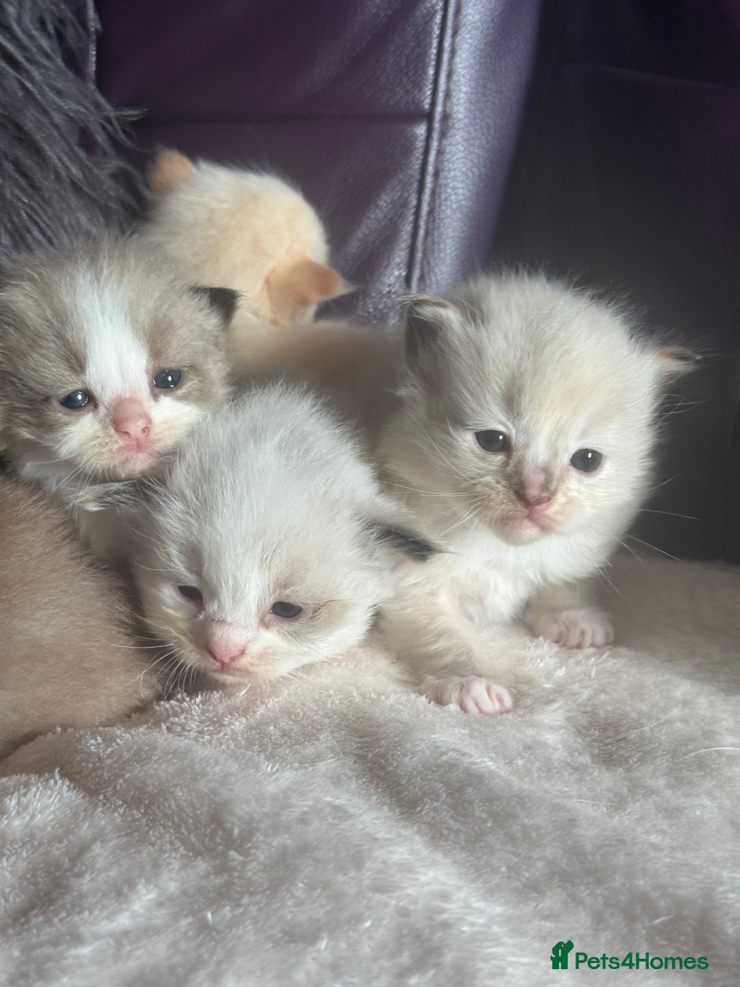 Ragdoll cats for sale: Tortie flame mink sepia tica  - Image 15