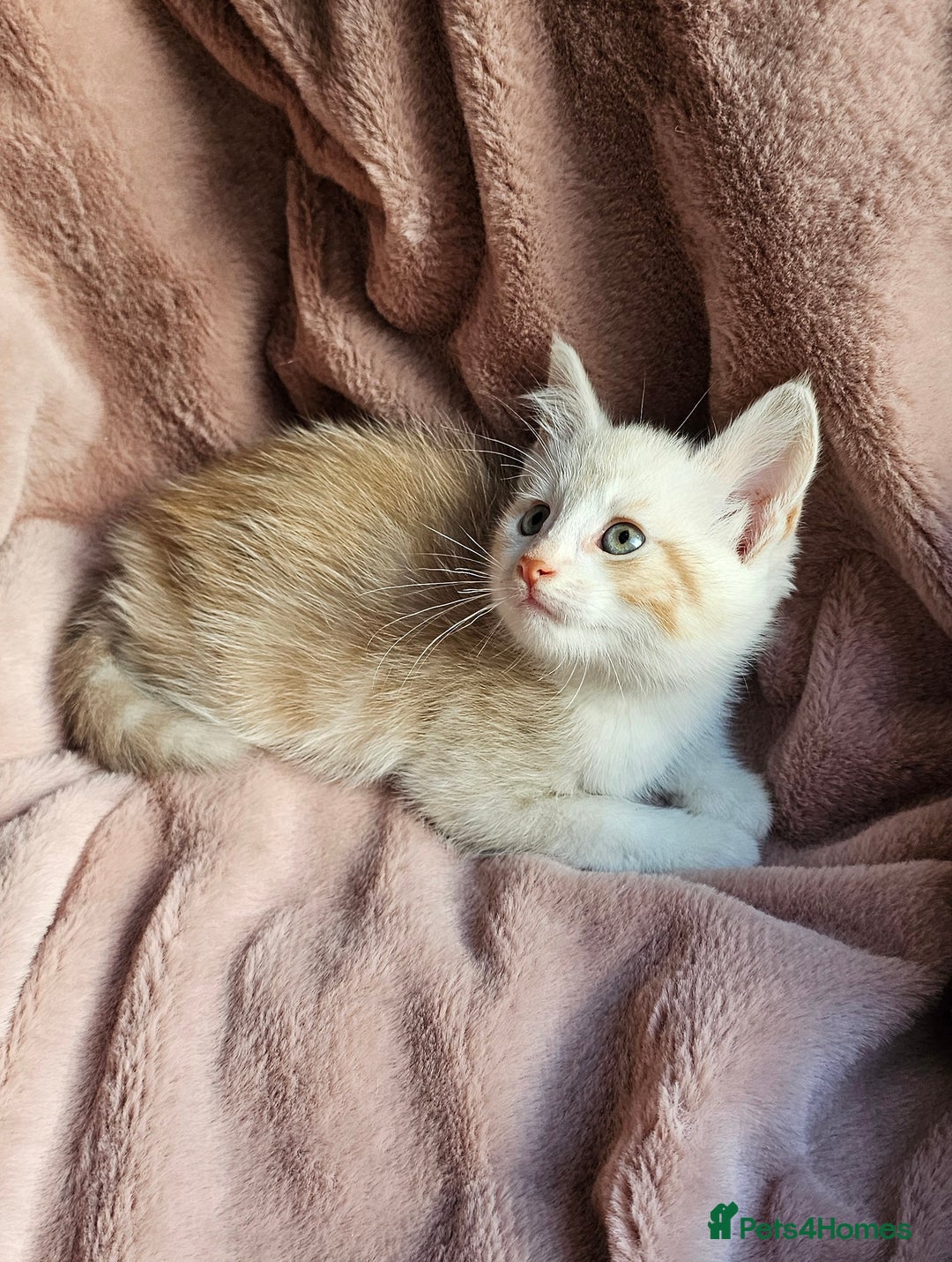 Maine Coon cats for sale: Half Maine Coon kittens - Advert 3