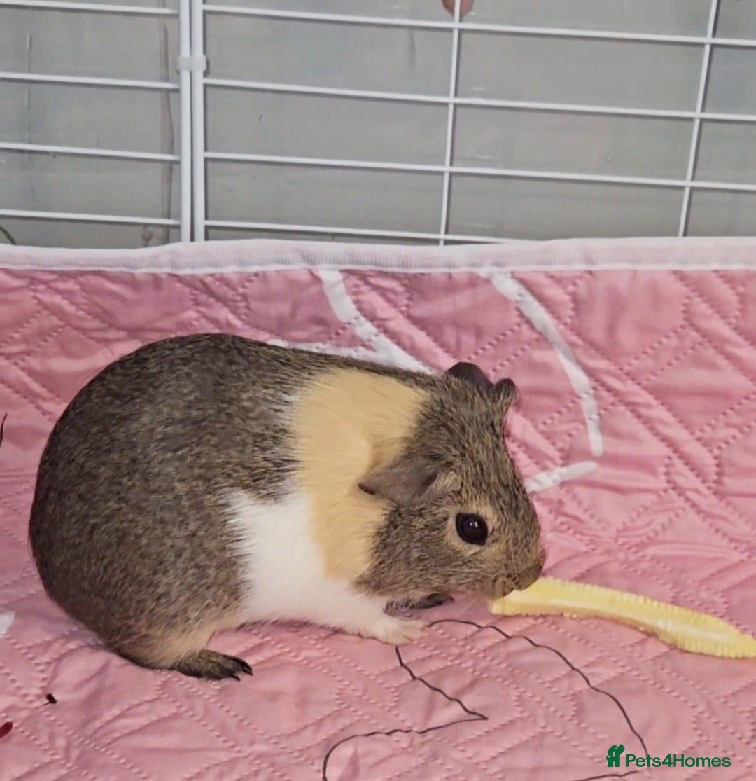 Guinea Pig rodents 5 month old sow - Advert 16