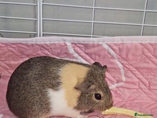 Guinea Pig rodents 5 month old sow - Advert 1