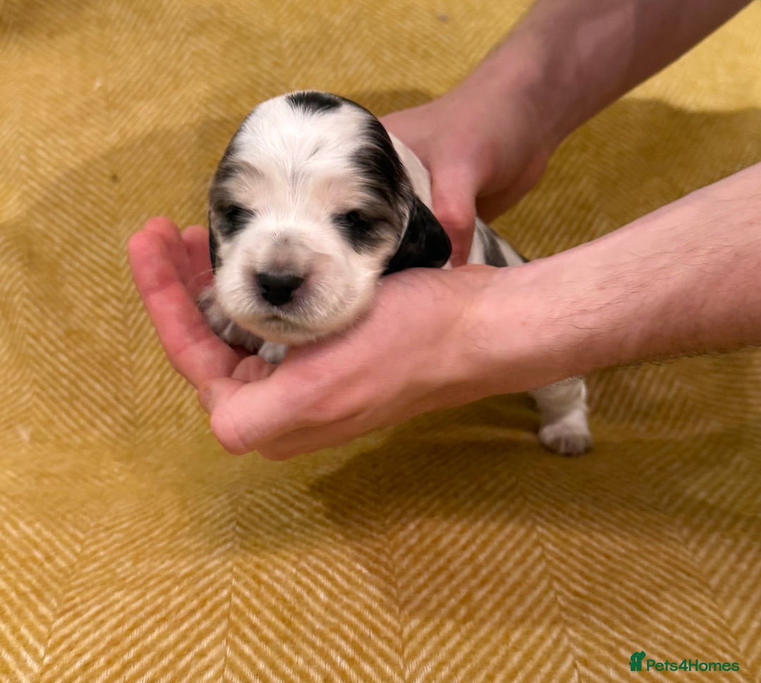 Cocker Spaniel dogs for sale: Stunning Show Cocker Spaniel litter  - Advert 10