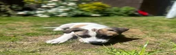 Mixed Breed dogs for sale: Staffordshire bull terrier x whippet mix - Advert 7