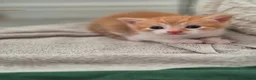 Mixed Breed cats for sale: Beautiful Playful Ginger & Tri-Colour Kittens 🐾 - Advert 29