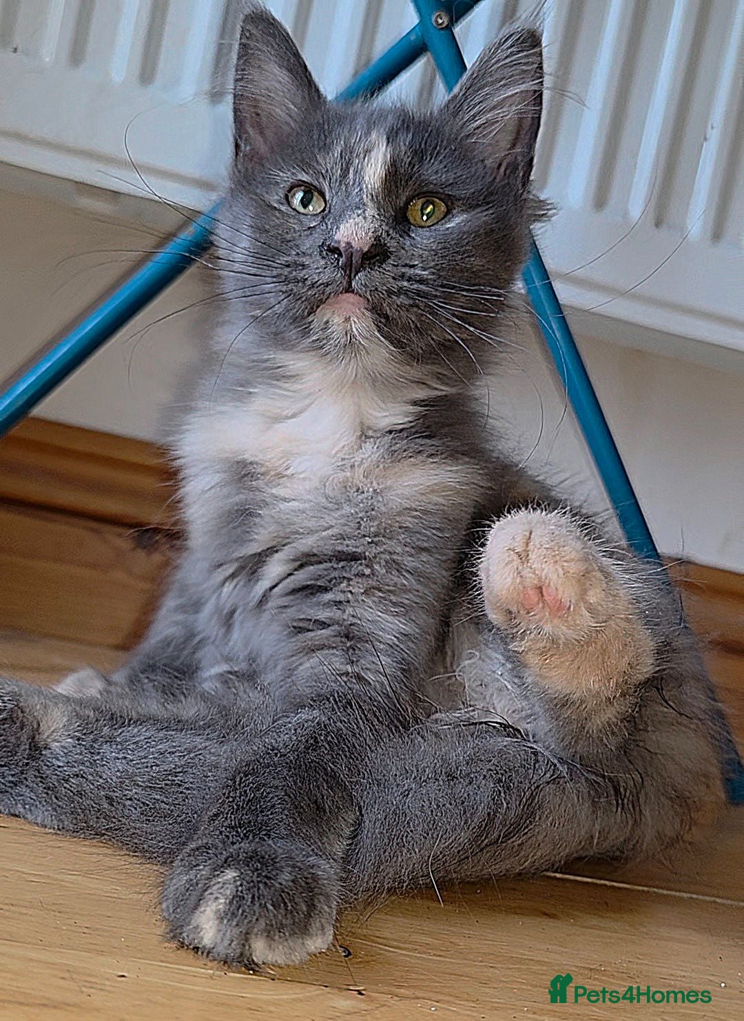 Mixed Breed cats Female Maine Coon X British Short Hair - Advert 2