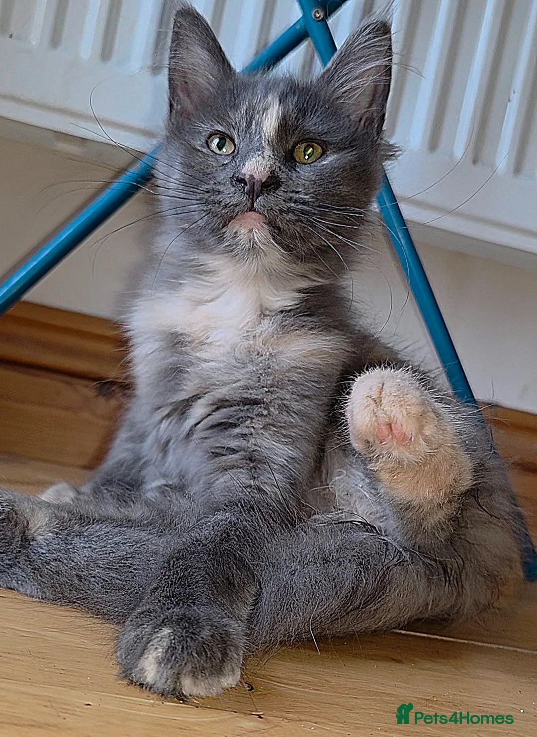 Mixed Breed cats for sale: Female Maine Coon X British Short Hair - Advert 2
