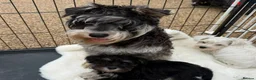 Miniature Schnauzer dogs for sale: Kc registered mini schnauzer - Advert 6