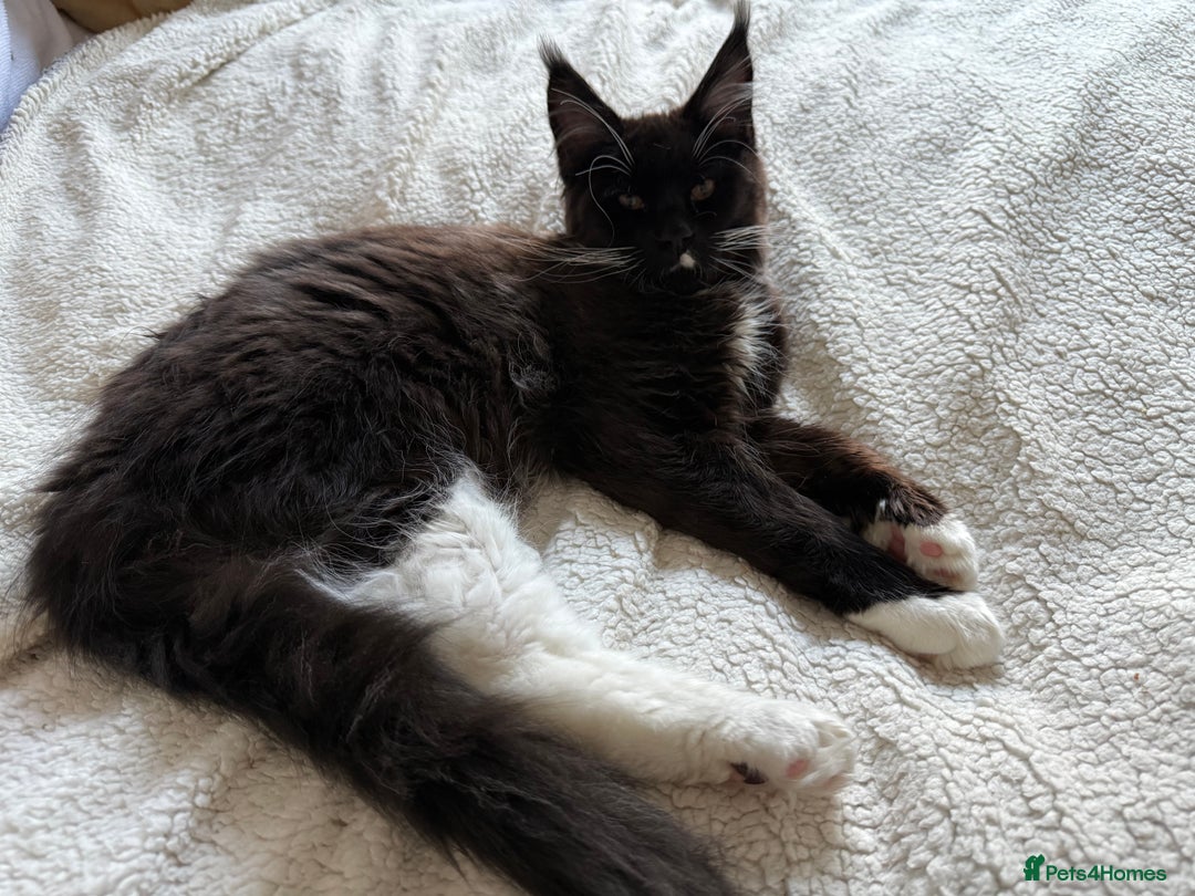 Maine Coon cats for sale: 🐾 last Maine Coon Boy Still Available 🐾 - Advert 17