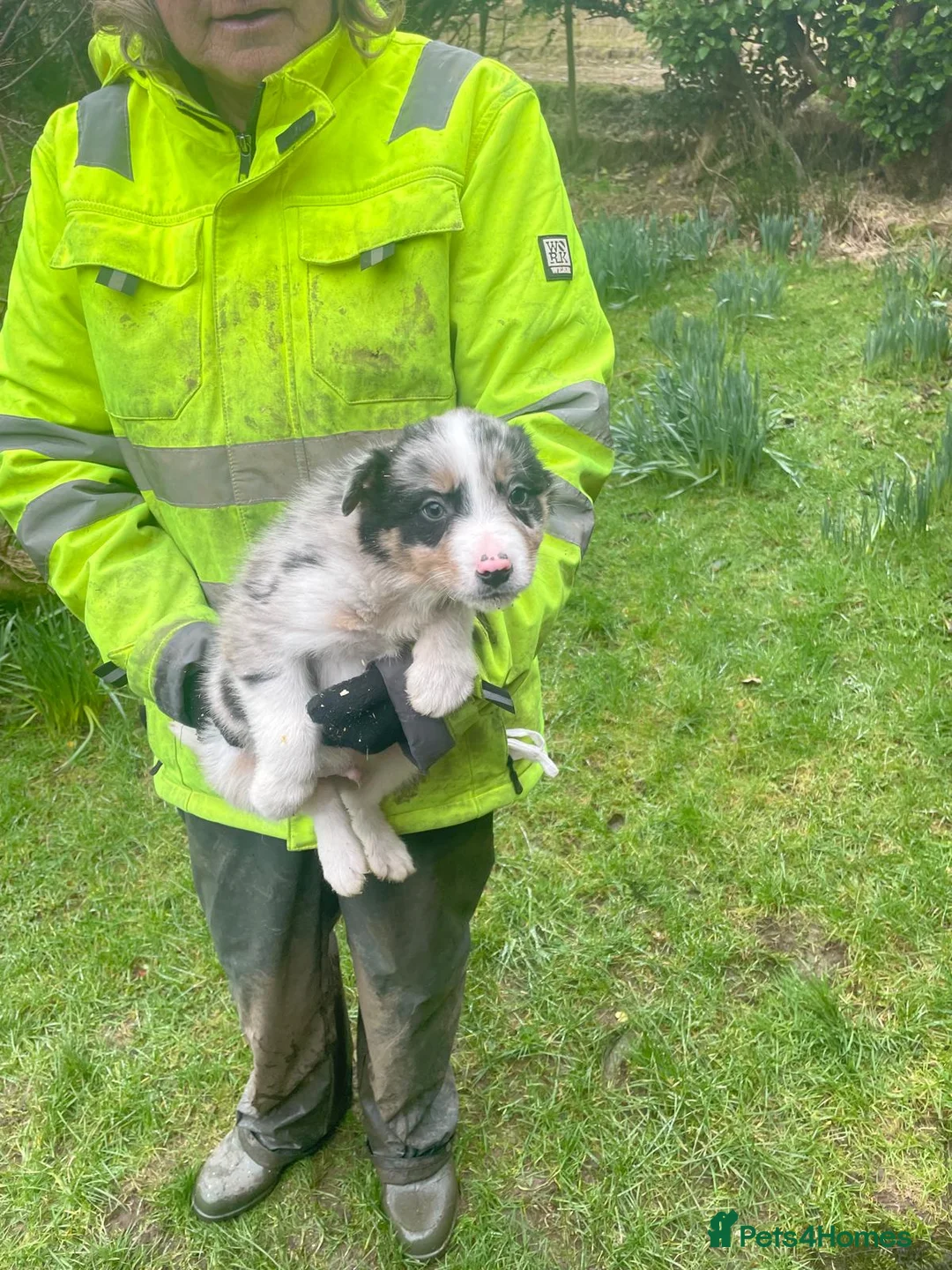 Border Collie dogs for sale: Sweet collie puppy’s  - Advert 13