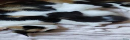 Mixed Breed cats for sale: Beautiful fluffy kittens - Advert 2