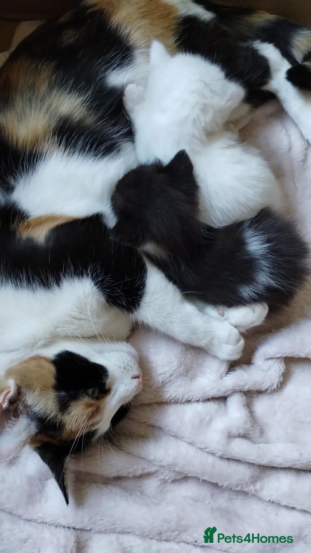 Mixed Breed cats for sale: Beautiful fluffy kittens - Advert 2