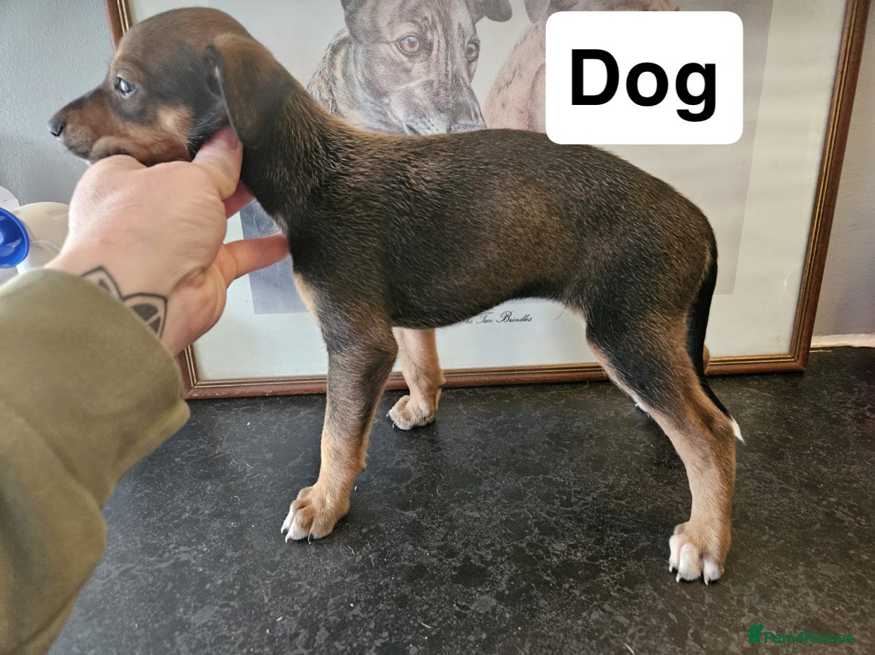 Mixed Breed dogs Lurcher puppies  - Advert 5