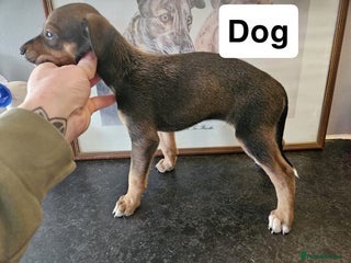 Mixed Breed dogs Lurcher puppies - Advert 1