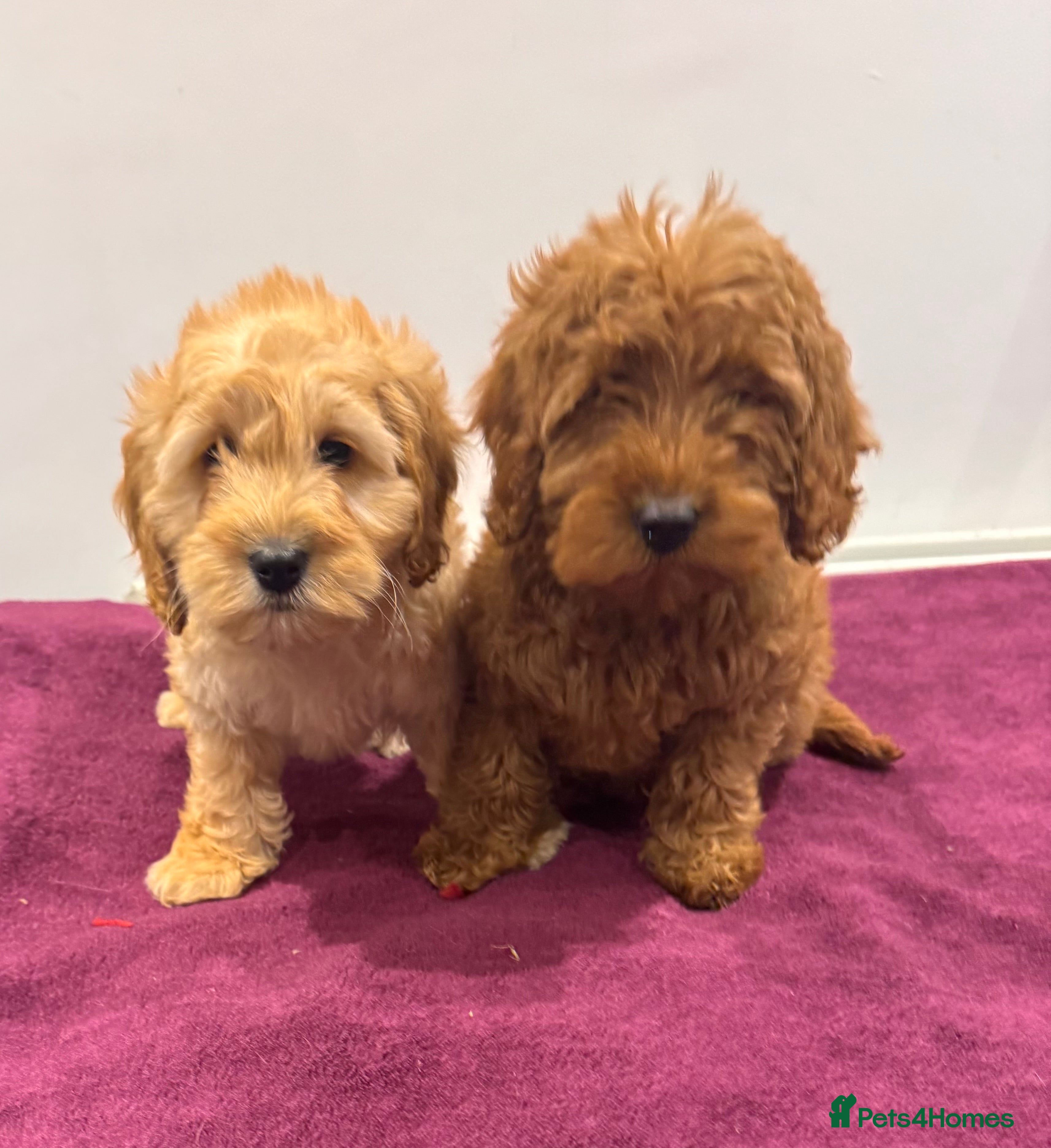 Cockapoo dogs SMALL COCKAPOO PUPPIES REDS APRICOT GOLDENS - Advert 16
