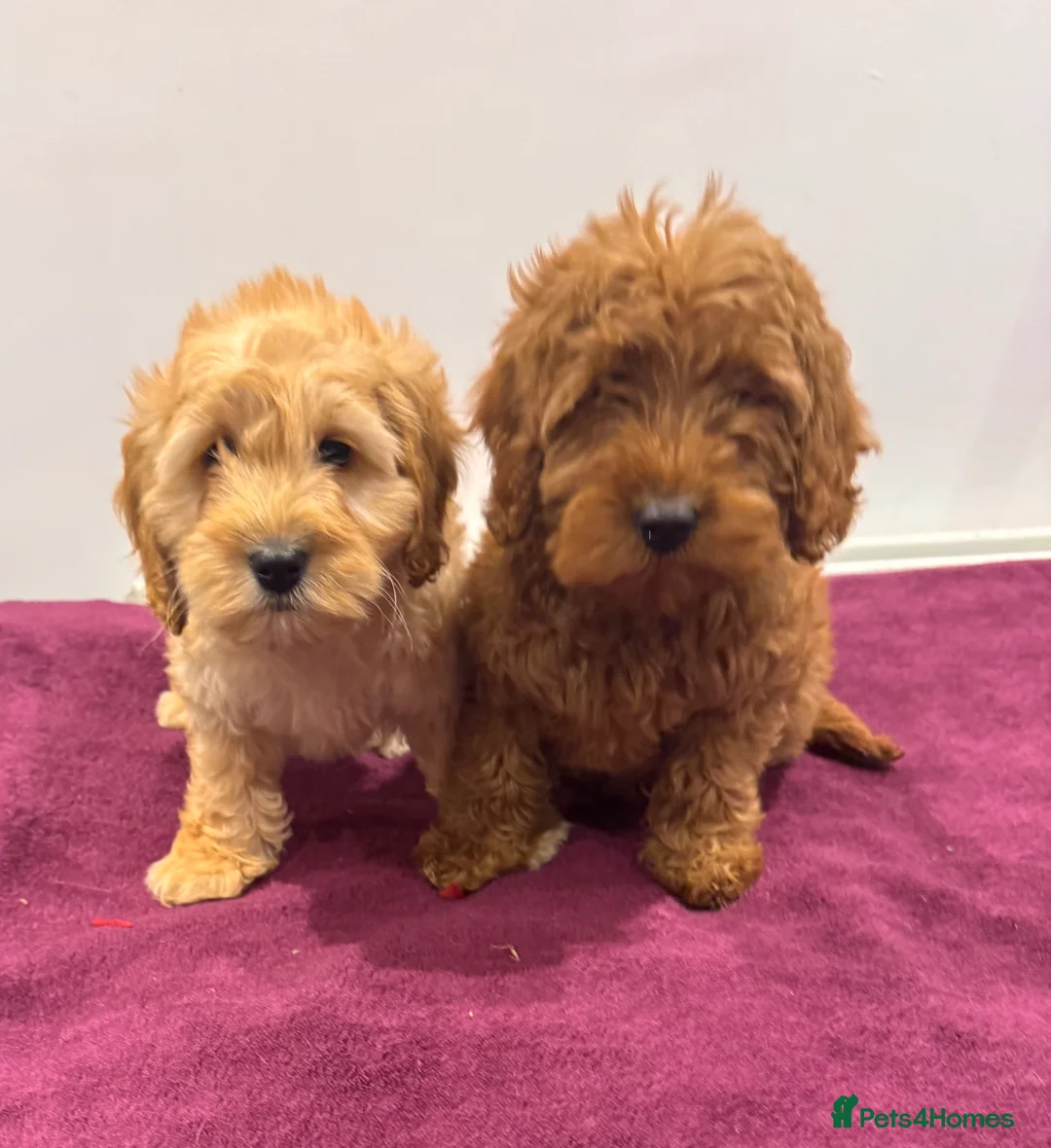 Cockapoo dogs for sale: SMALL COCKAPOO PUPPIES REDS APRICOT GOLDENS - Advert 8