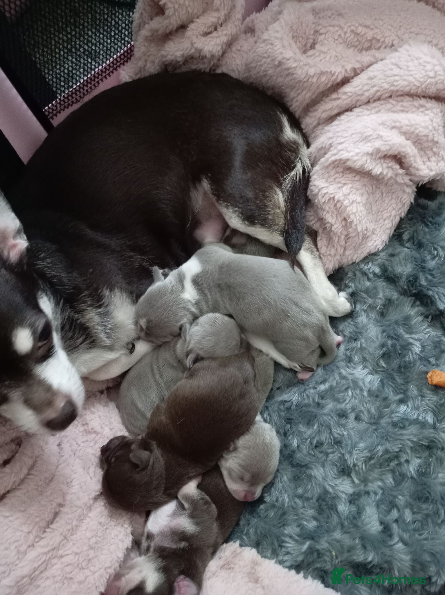Chihuahua dogs KC REG Chihuahua puppies rare colours & markings  - Advert 1