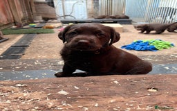 Labrador Retriever dogs for sale: Chocolate Labrador Puppies  - Advert 5