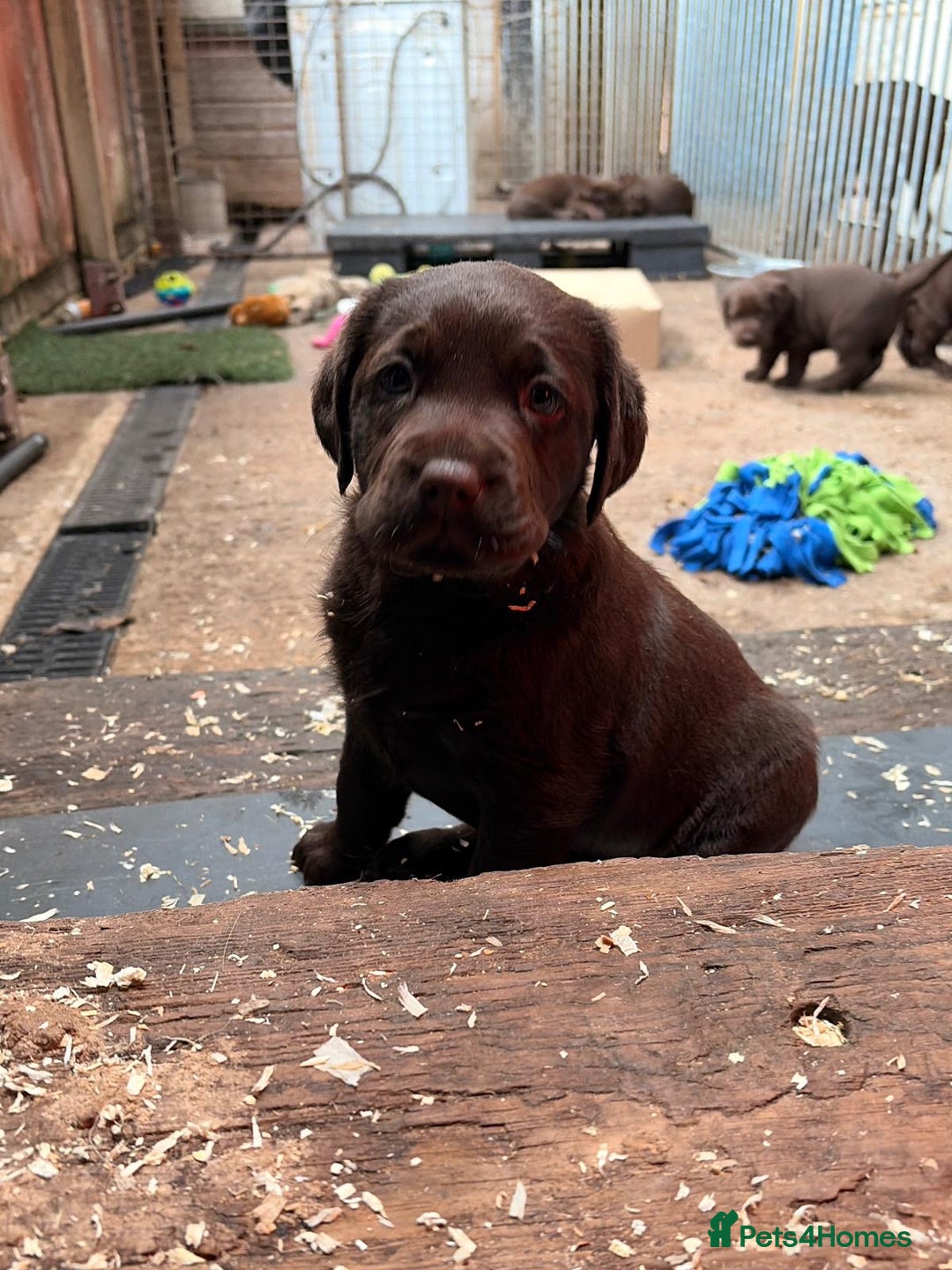 Labrador Retriever dogs for sale: Chocolate Labrador Puppies  - Advert 5