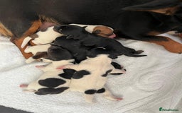 Jack Russell dogs for sale: Jack Russell  - Advert 1