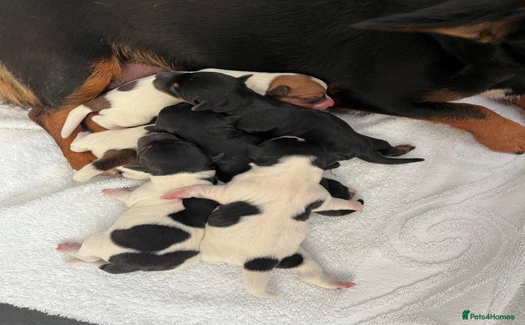 Jack Russell dogs Jack Russell  - Advert 1