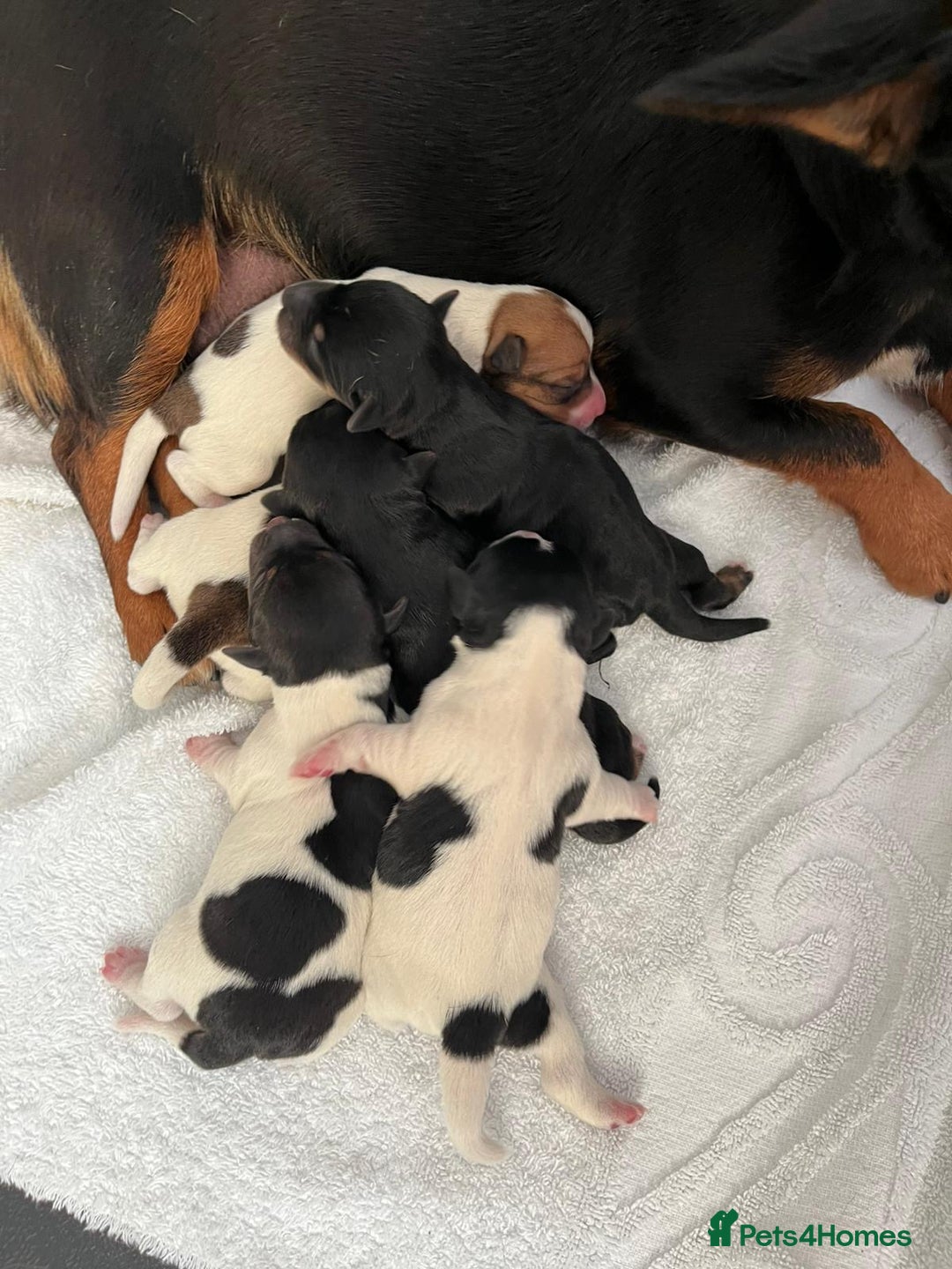 Jack Russell dogs for sale: Jack Russell  - Advert 1