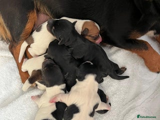 Jack Russell dogs Jack Russell - Advert 4