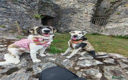 Mixed Breed dogs for adoption: FLOSSIE  - Advert 1