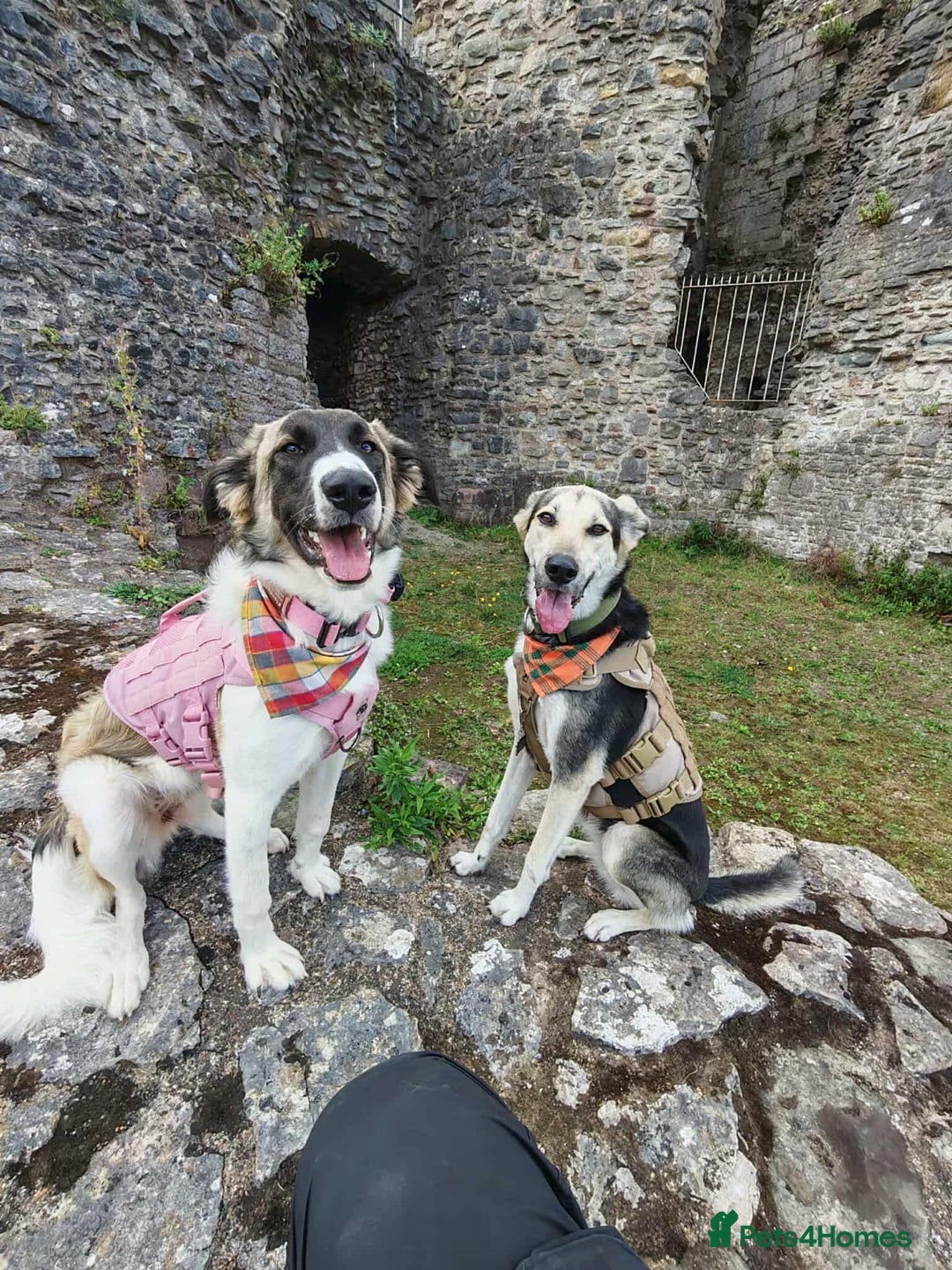 Mixed Breed dogs for adoption: FLOSSIE  - Advert 1