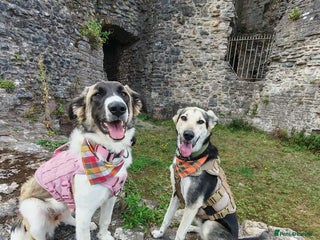 Mixed Breed dogs FLOSSIE - Advert 4