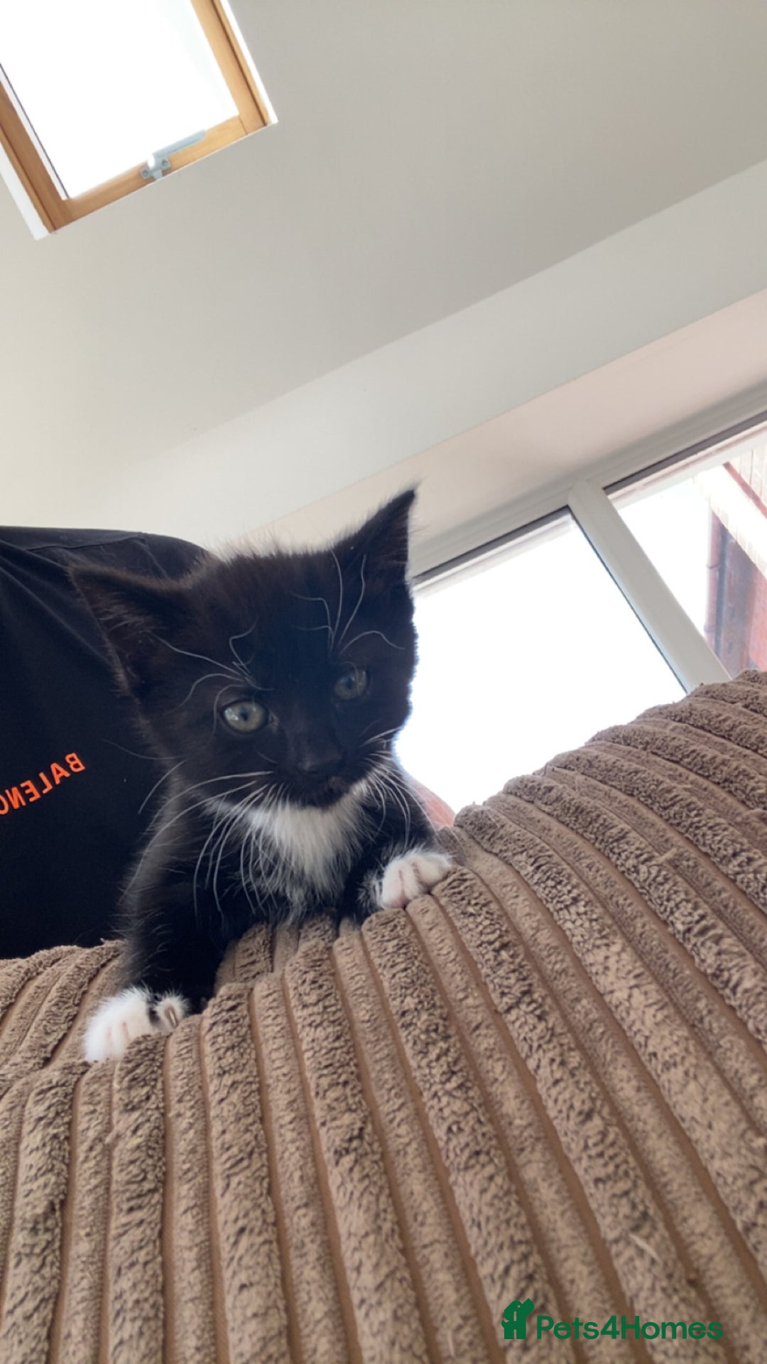 Mixed Breed cats for sale: 6 beautiful kittens - Image 5