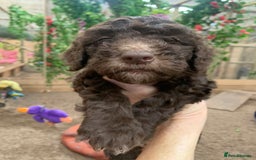 Bernedoodle dogs for sale: Medium Size Bernedoodle F1 puppies.  - Image 7