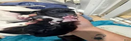 Mixed Breed dogs for sale: Staffy X greyhound pups   in Carlisle - Advert 2