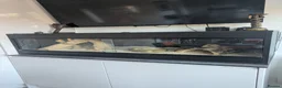 Python Snake reptiles for sale: Two Friendly Female Ball Pythons Complete Package in Benfleet - Advert 1
