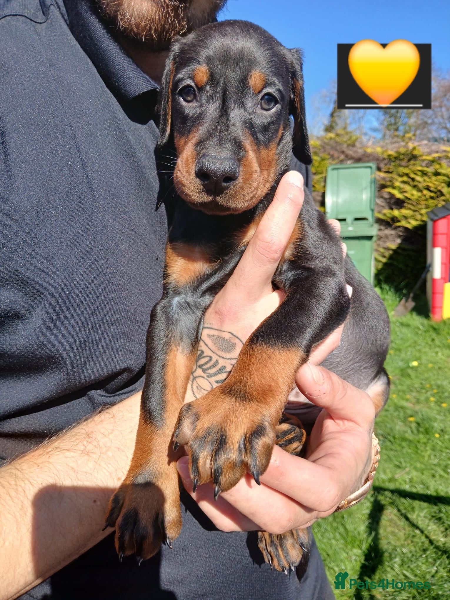 Dobermann dogs DOBERMAN PUPS CHAMPION BLOODLINES FULLY HEALTH   - Advert 16