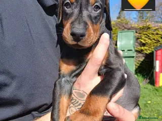 Dobermann dogs DOBERMAN PUPS CHAMPION BLOODLINES FULLY HEALTH - Advert 16