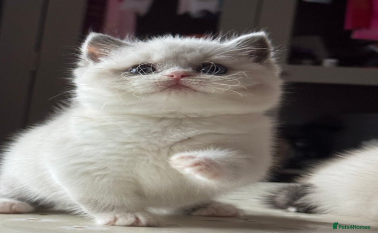 British Shorthair cats - Advert 9