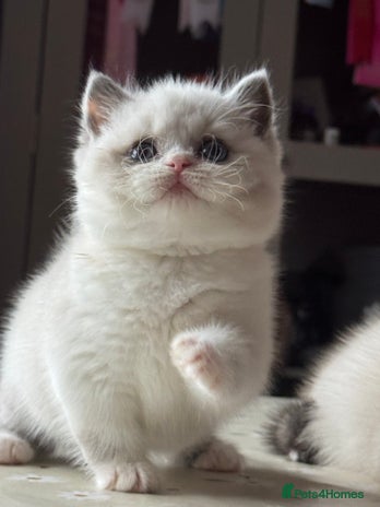 British Shorthair cats - Advert 11