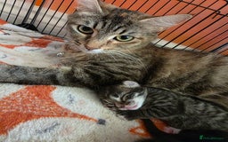 Domestic Shorthair cats for sale: Beautiful litter of kittens 3 x girls and 1 boy - Image 7