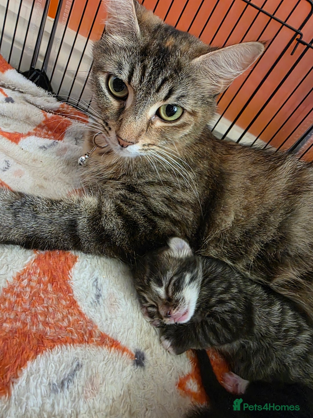 Domestic Shorthair cats for sale: Beautiful litter of kittens 3 x girls and 1 boy - Image 7
