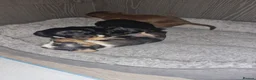 Miniature Dachshund dogs for sale: Outstanding dachshunds  - Advert 6