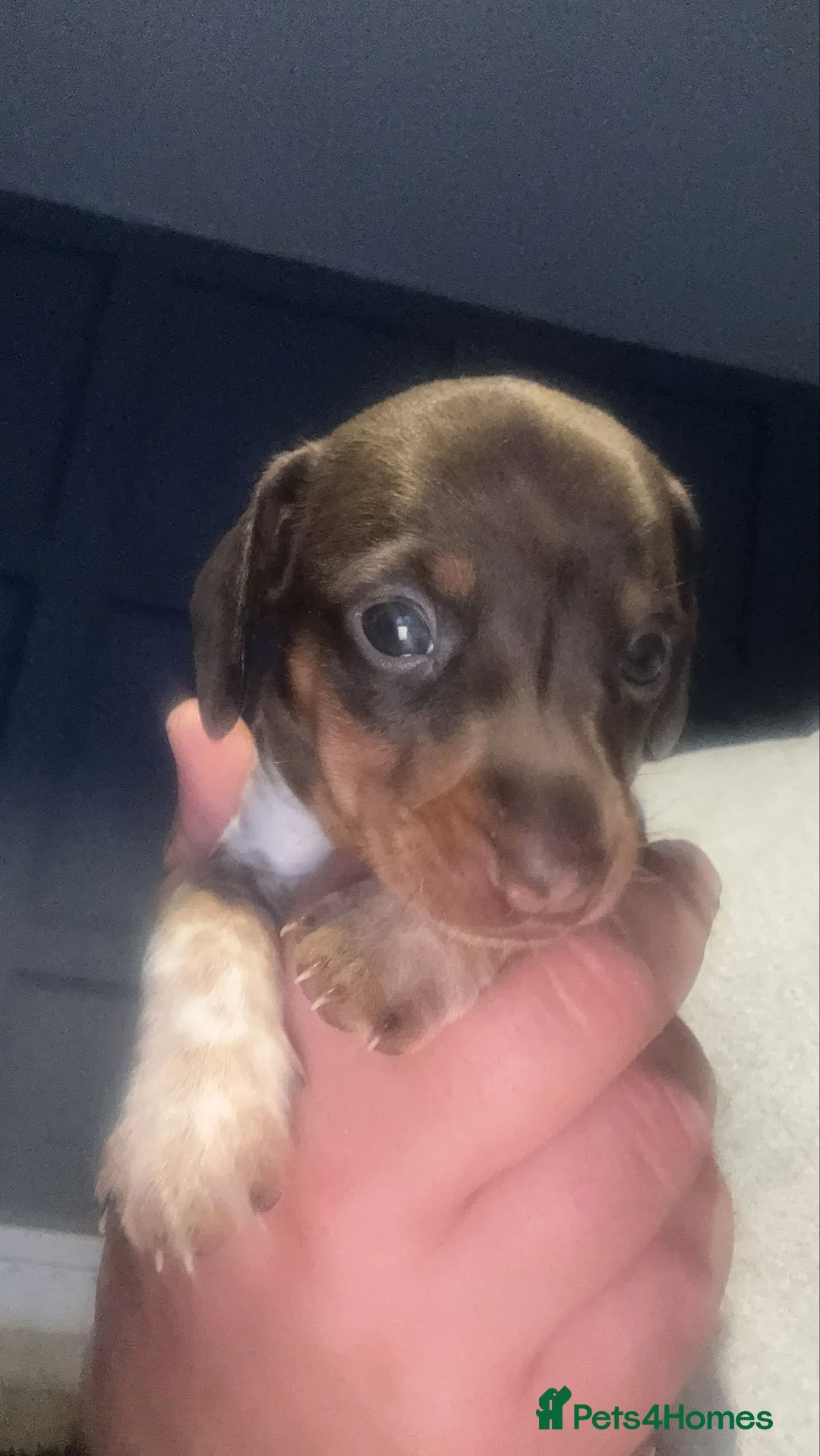 Miniature Dachshund dogs for sale: Beautiful boy - Advert 5