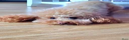 Toy Poodle dogs for stud: K.C. Registered Gentle Proven Stud - Advert 13
