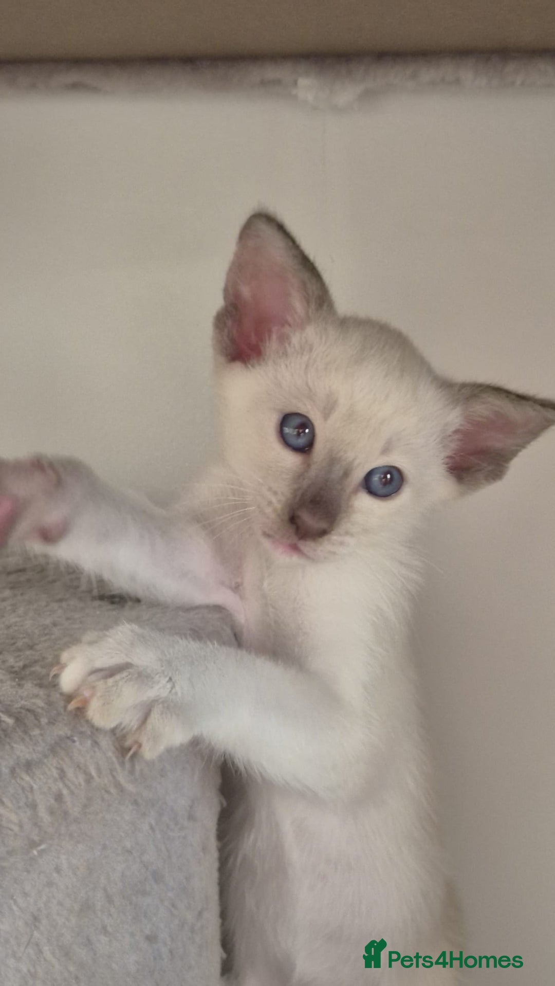 Oriental cats for sale: Oriental and Siamese kittens. - Advert 10