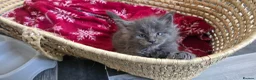Maine Coon cats for sale: Maine Coon Kitten Reservation  - Advert 6
