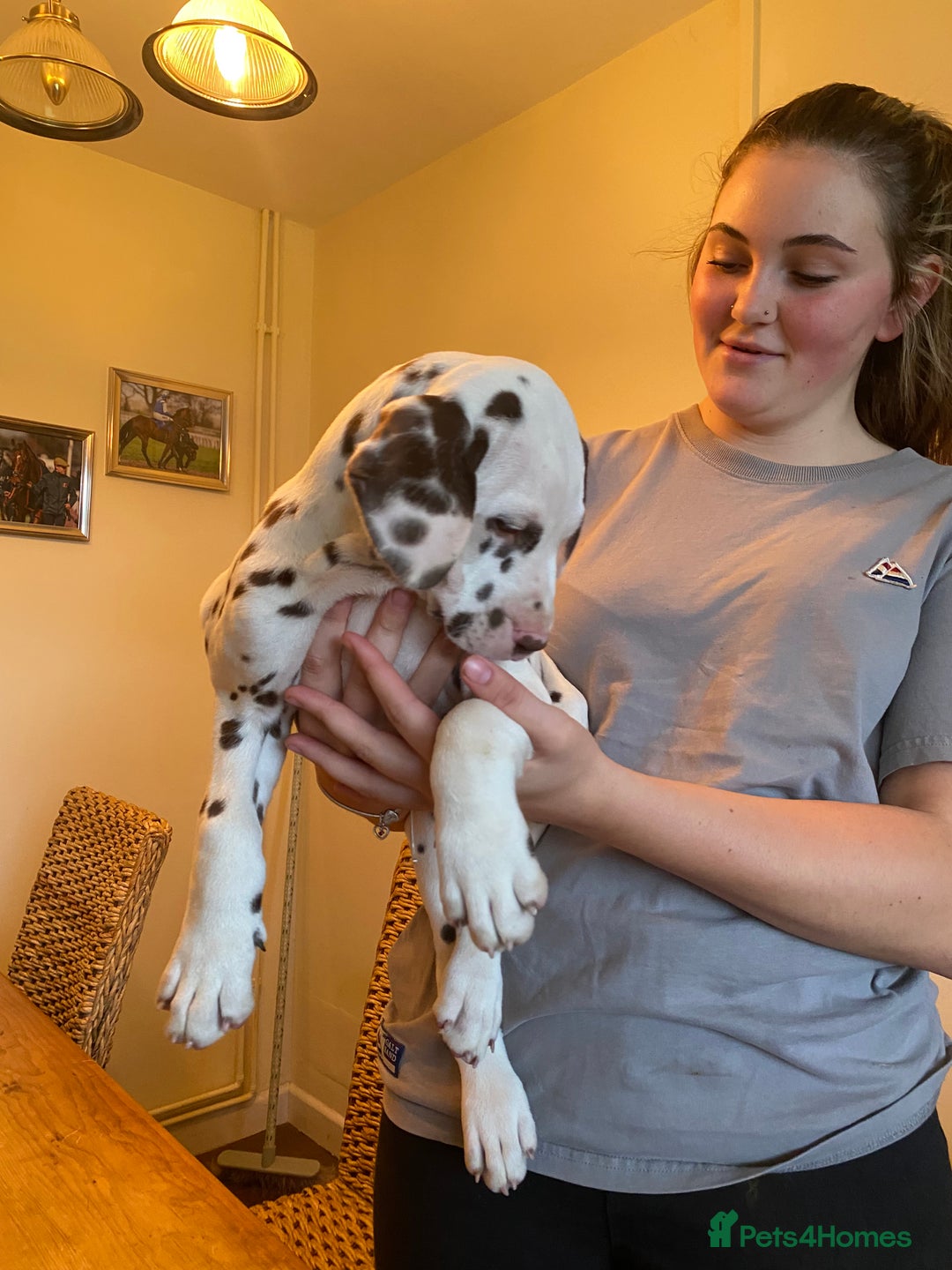 Dalmatian dogs for sale: Absolutely stunning liver puppy  - Image 27