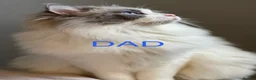 Ragdoll cats for sale: 1 MALE Blue mitted Ragdoll kitten £600 16 wks - Advert 8
