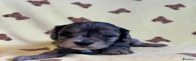 Cavapoo 2