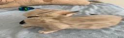Bengal cats for sale: Beautiful Bengal babies  - Advert 13
