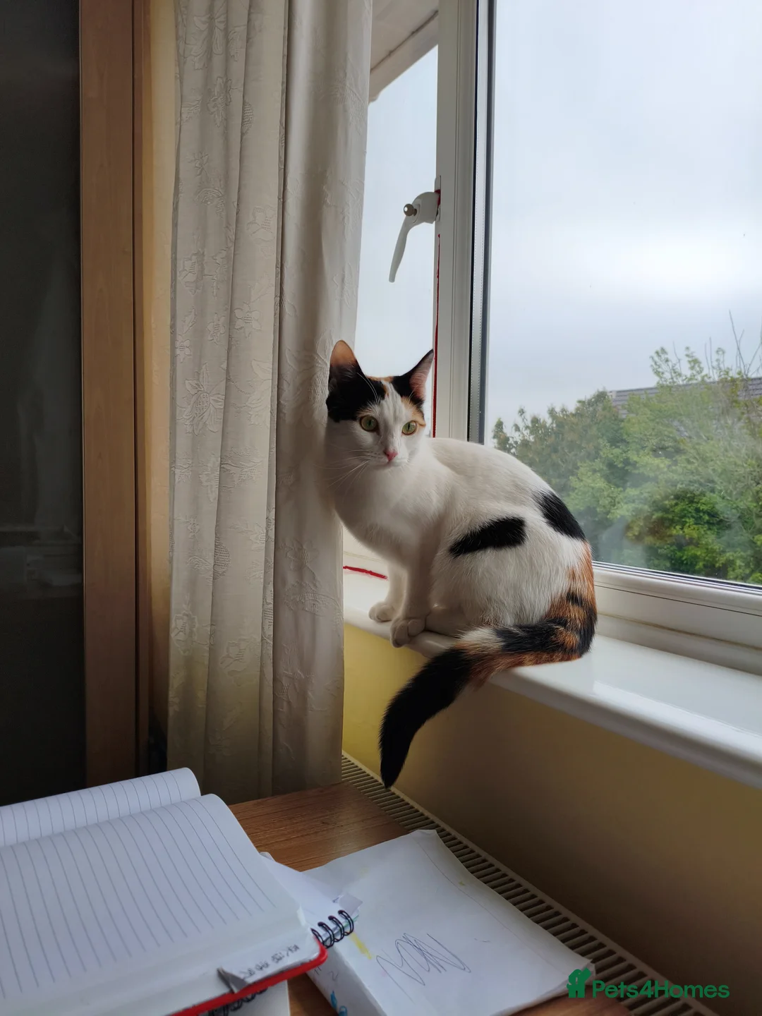 Mixed Breed cats for sale: Calico Cat in Liverpool - Advert 5