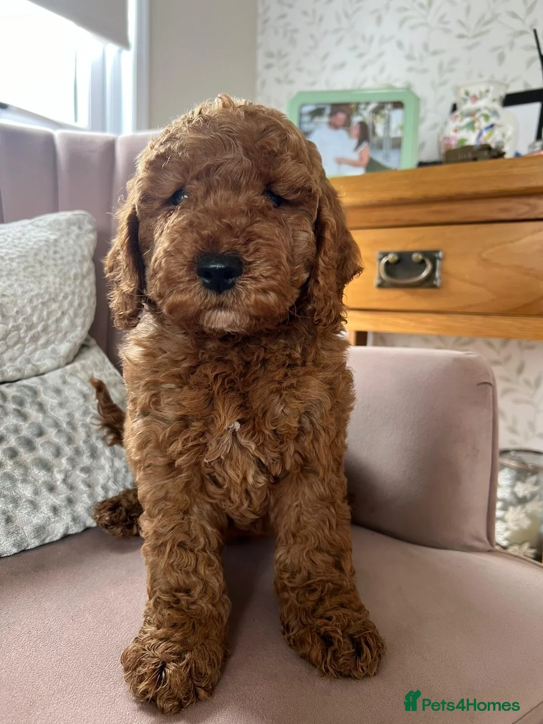 Cavapoo dogs for sale: Stunning red cavapoo puppies  - Advert 2