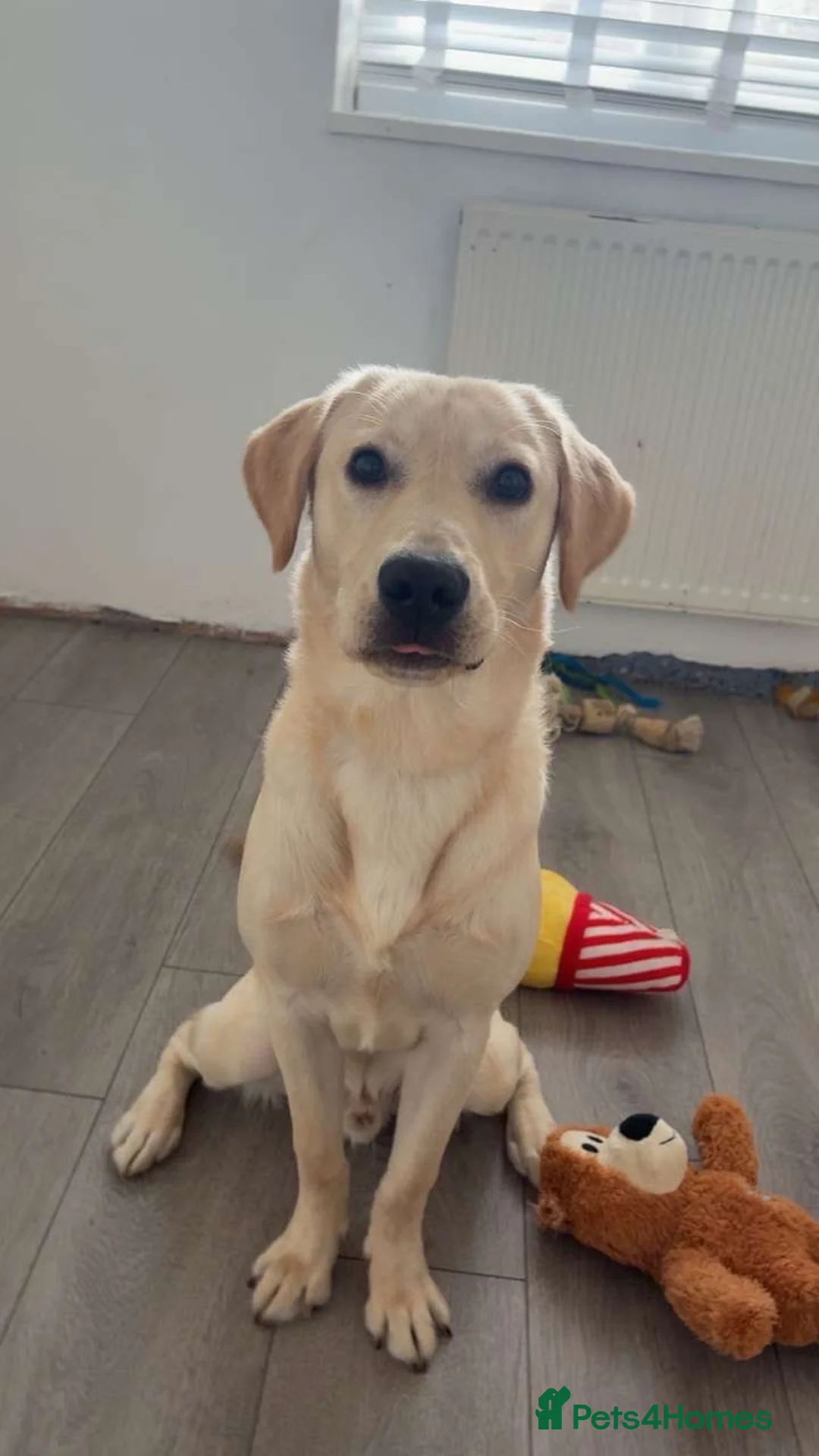 Labrador Retriever dogs for sale: Labrador retriever - Advert 4